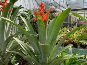 Bromelias