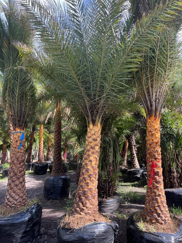 Palmeras