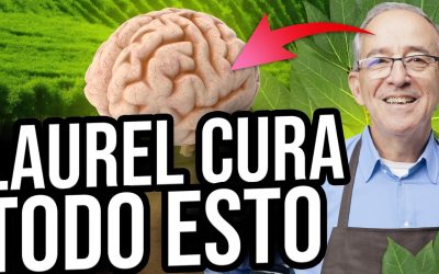 80 Beneficios del Laurus nobilis, llamado comúnmente laurel